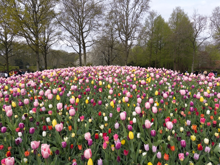 A large field of multicolored flowers