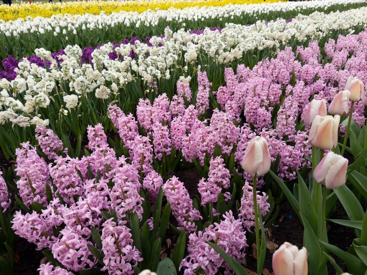 Rows of white, pink, and purple flowers