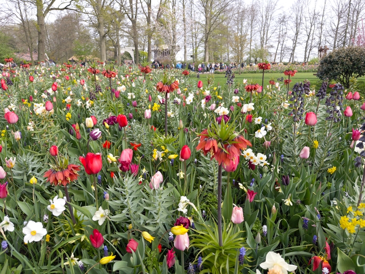 Multicolored and some upside down flowers