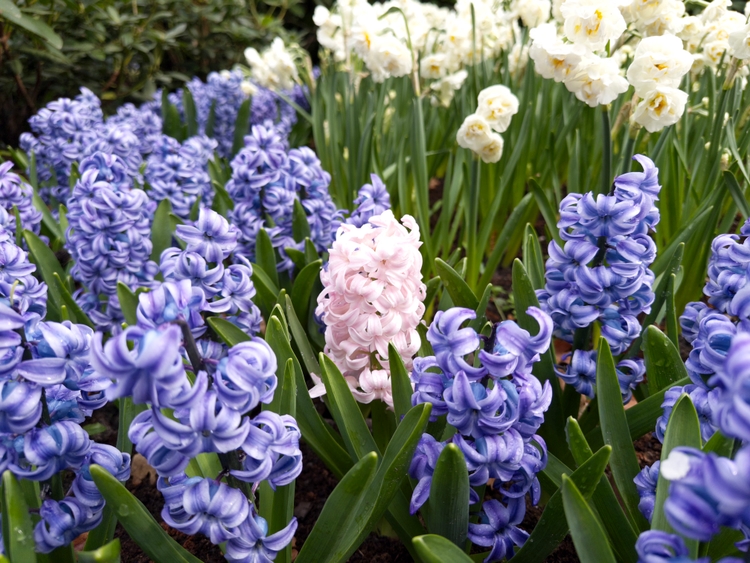 Bulbous purple, pink, and white flowers