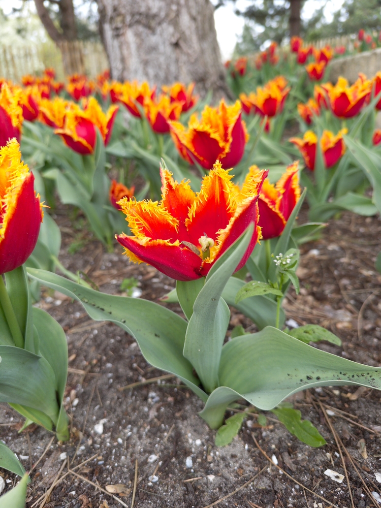 Red flowers with flame tips