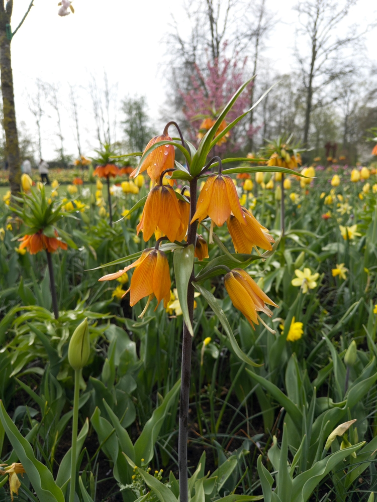 A closeup of an upside down-growing flower