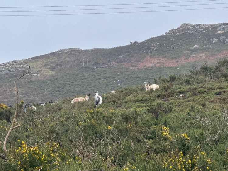 Some goats on a hill