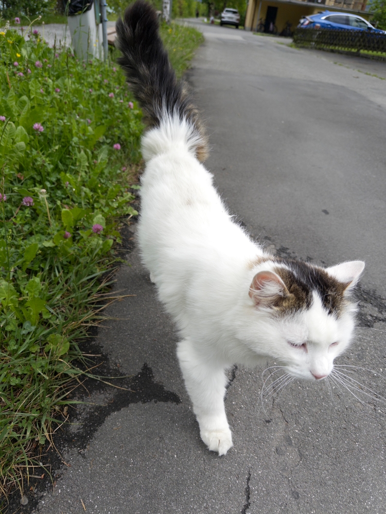 A fluffy white cat walking towards the camera