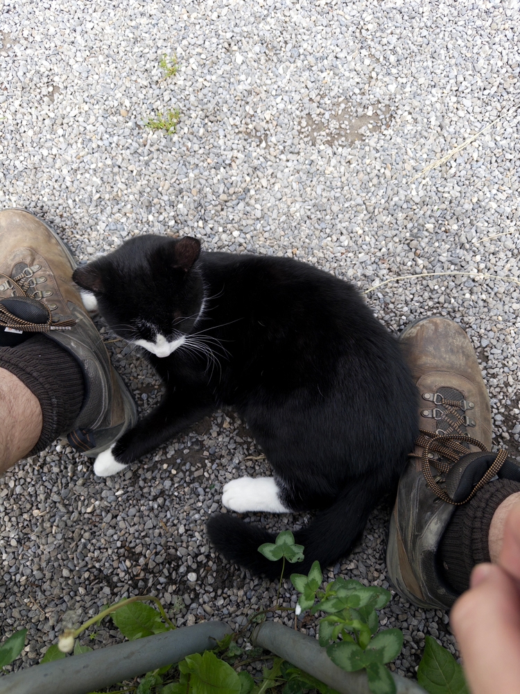 A firendly tuxedo cat sitting between my feet