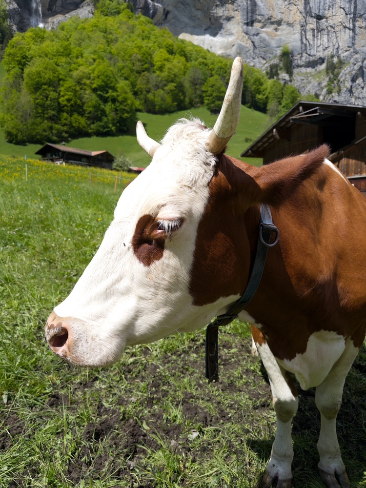 A closeup of a cow