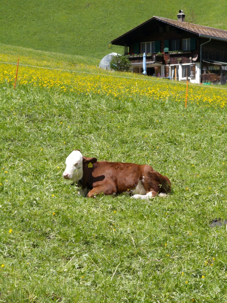 A calf in a field