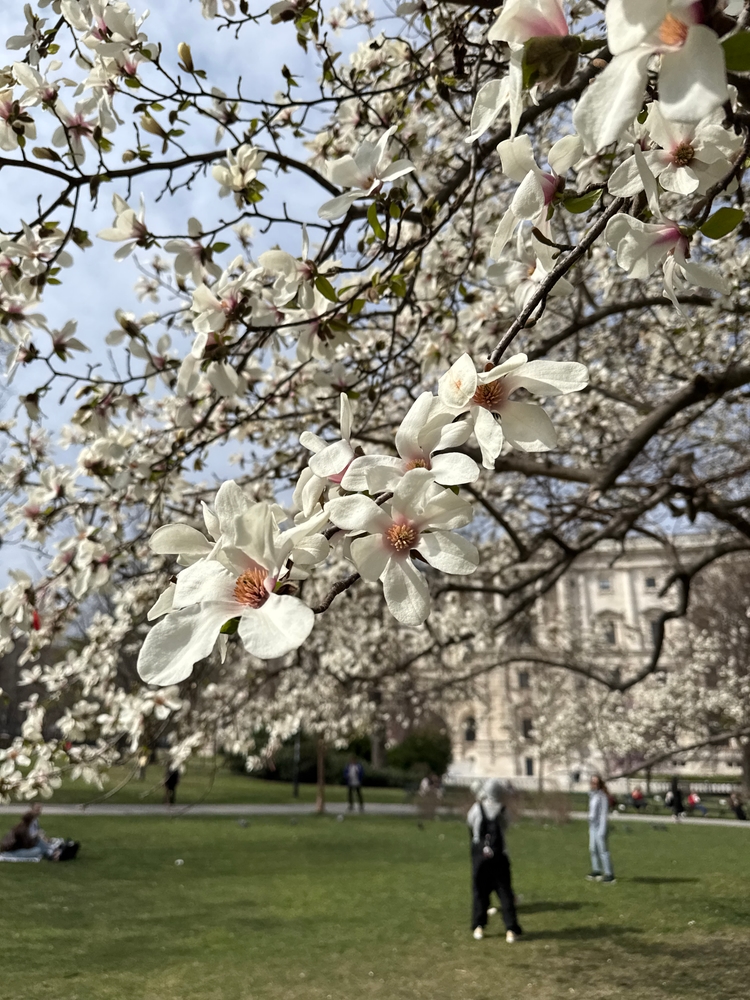 A close up of a flowering tree