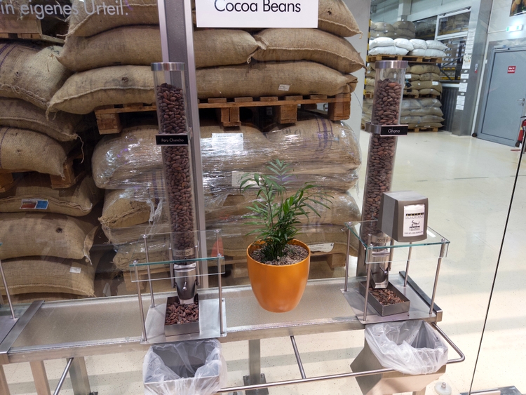 Some of the beans used in making chocolate