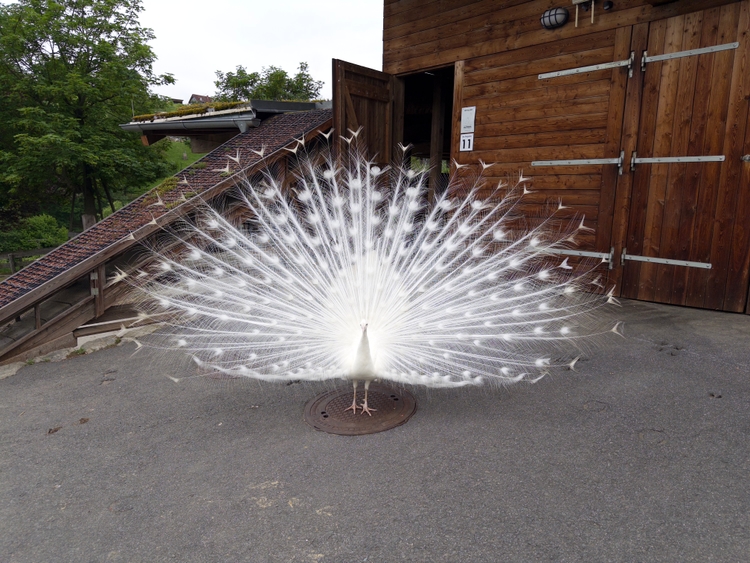 A white peacock