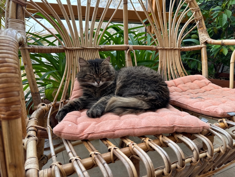 One of Christina's cats